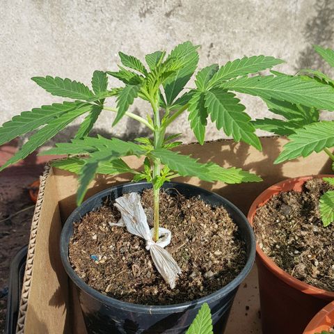 Lemon ♡2 growlog timeline photo