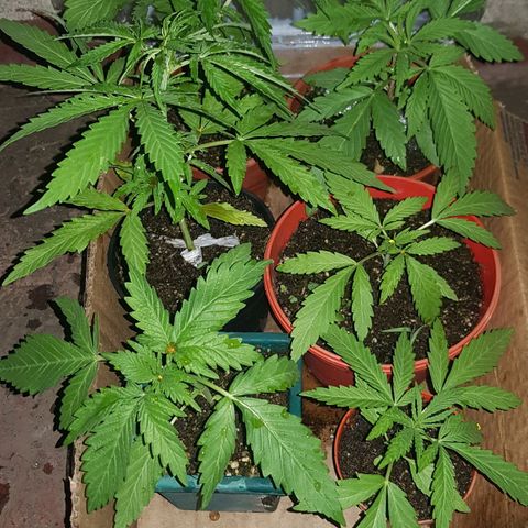 Lemon ♡2 growlog timeline photo