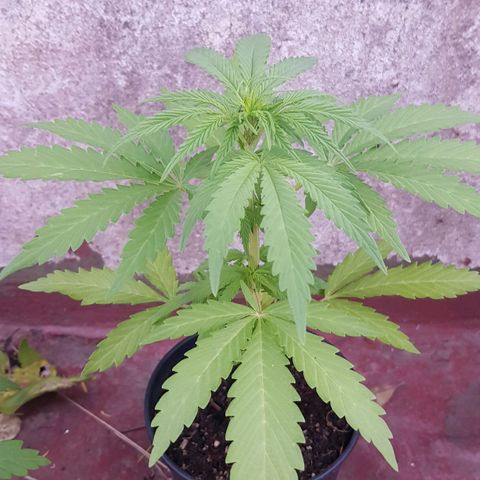 Lemon ♡2 growlog timeline photo