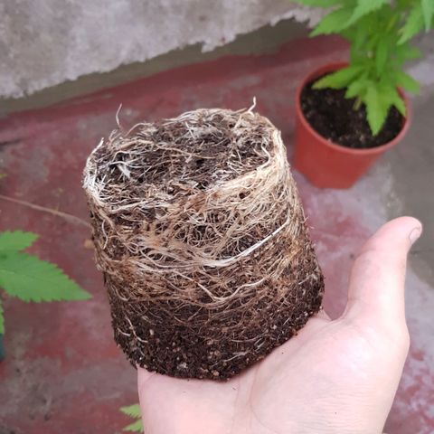 Lemon ♡2 growlog timeline photo