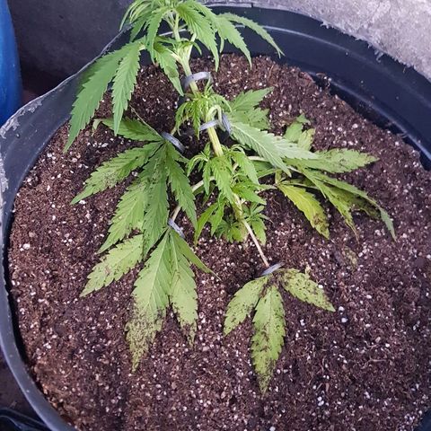 Lemon ♡2 growlog timeline photo