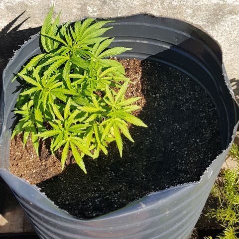 Lemon ♡2 growlog timeline photo