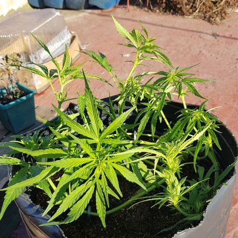 Lemon ♡2 growlog timeline photo