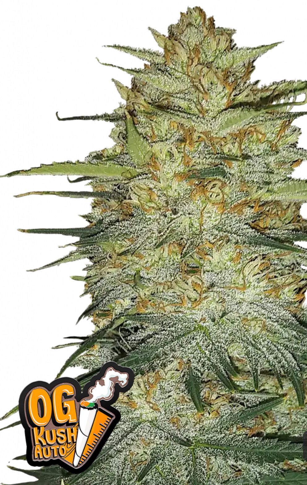 OG Kush Auto  growlog header