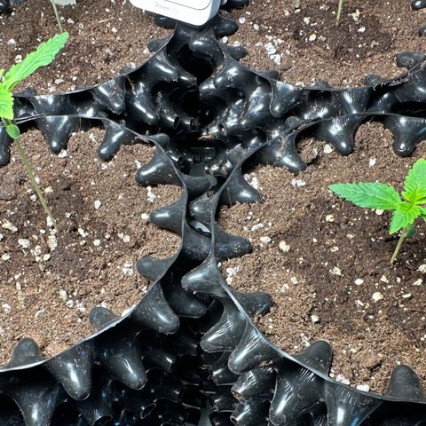 OG Kush Auto  growlog photo