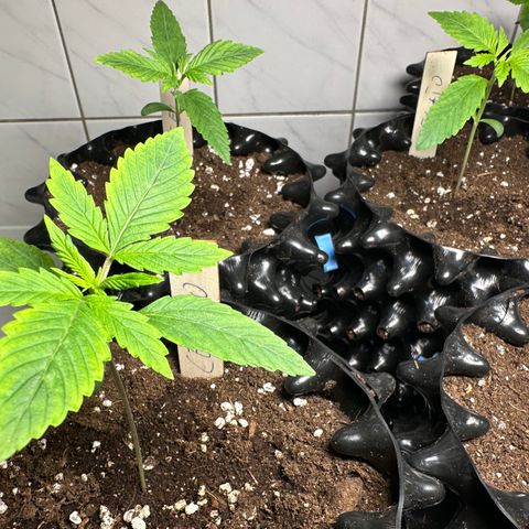 Gelato Auto  growlog timeline photo