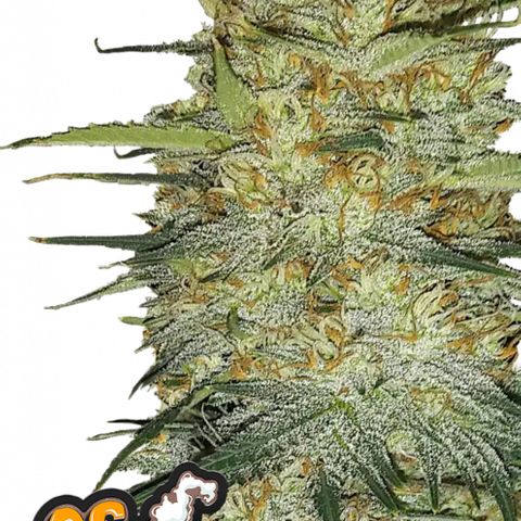 OG Kush Auto  growlog photo