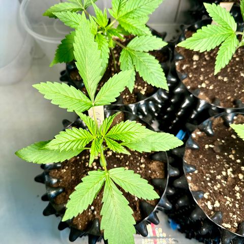 Gelato Auto  growlog timeline photo