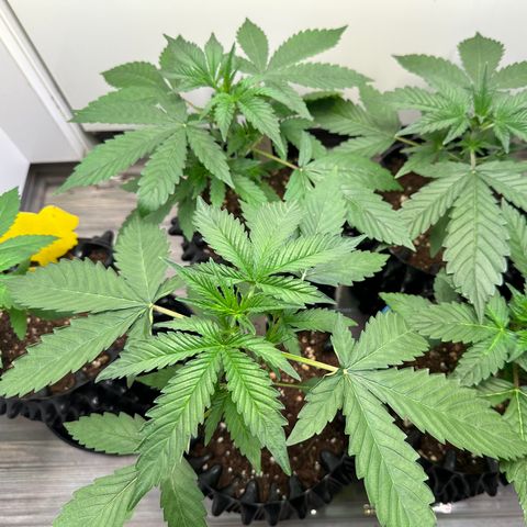 Gelato Auto  growlog timeline photo