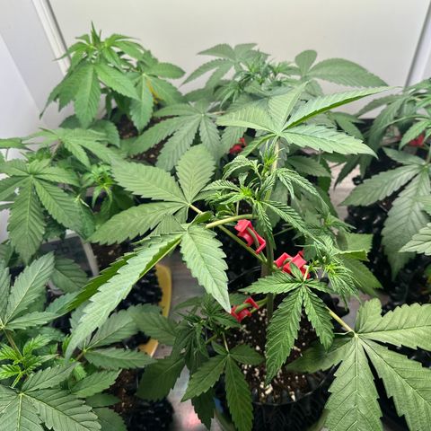 Gelato Auto  growlog timeline photo