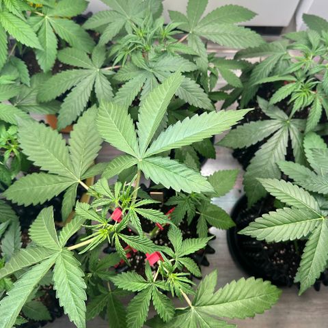 Gelato Auto  growlog timeline photo