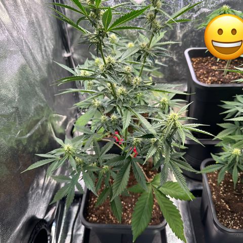Gelato Auto  growlog timeline photo