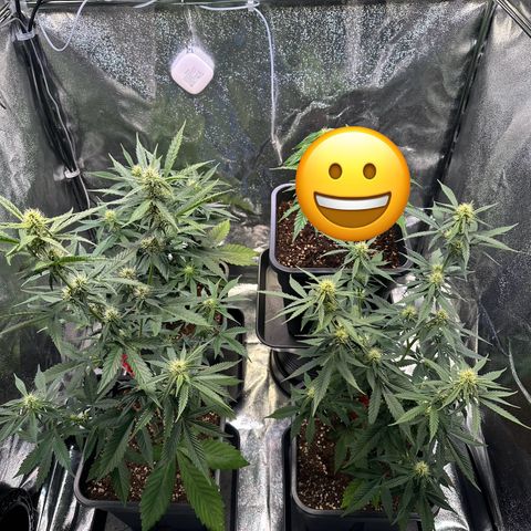 Gelato Auto  growlog timeline photo