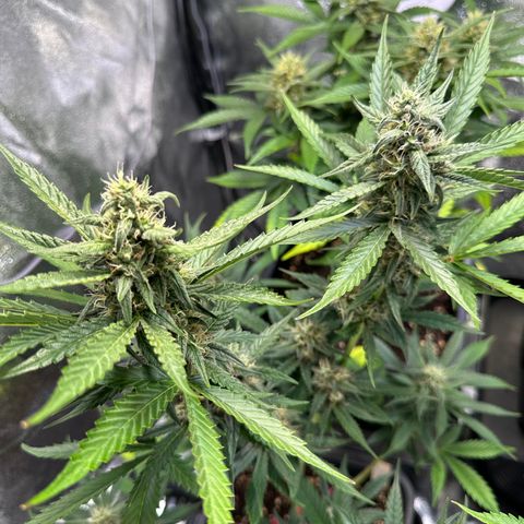 Gelato Auto  growlog timeline photo