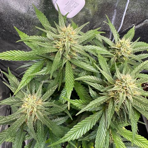 Gelato Auto  growlog timeline photo