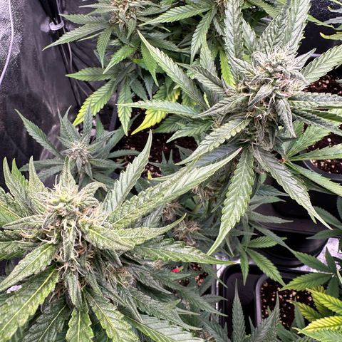 Gelato Auto  growlog timeline photo