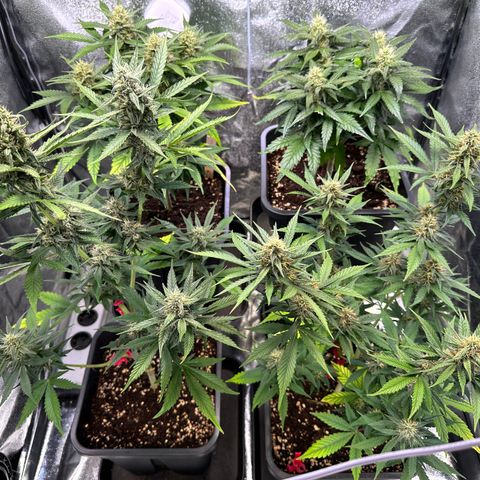 Gelato Auto  growlog timeline photo