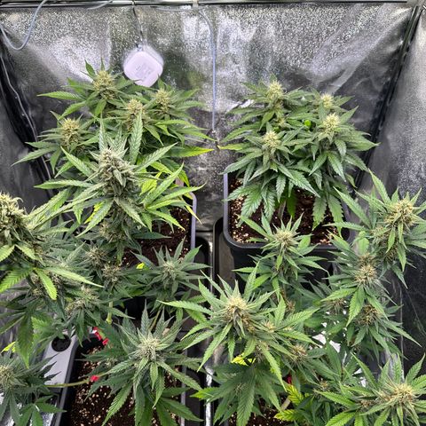 Gelato Auto  growlog timeline photo