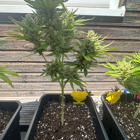 OG Kush Auto  growlog timeline photo