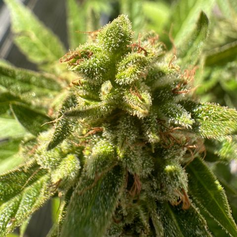OG Kush Auto  growlog photo