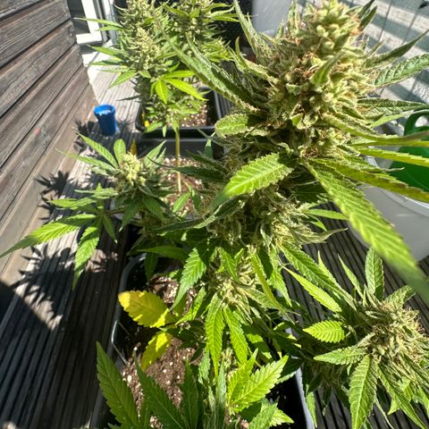 OG Kush Auto  growlog timeline photo