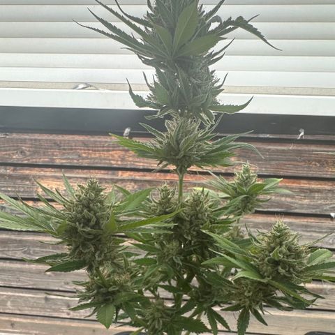 OG Kush Auto  growlog timeline photo