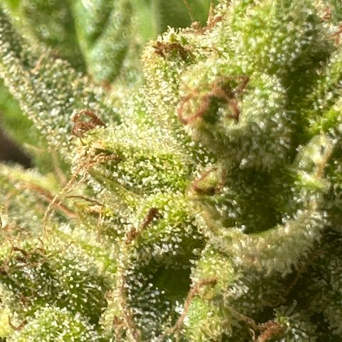 OG Kush Auto  growlog timeline photo