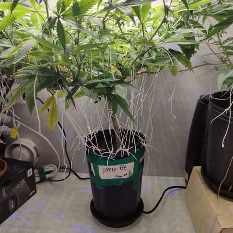 Apple Pie Foto growlog timeline photo