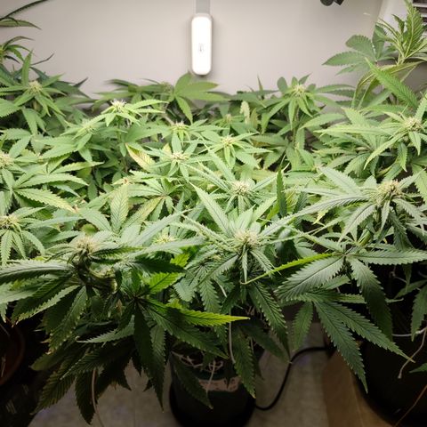 Apple Pie Foto growlog timeline photo