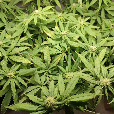 Apple Pie Foto growlog timeline photo