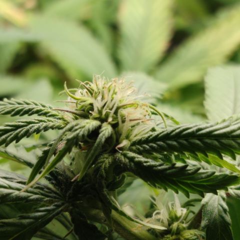 Apple Pie Foto growlog timeline photo