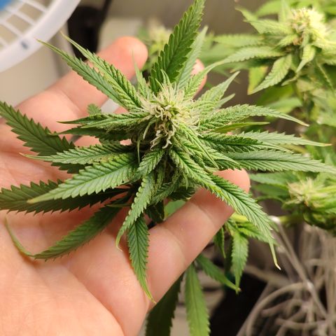 Apple Pie Foto growlog timeline photo