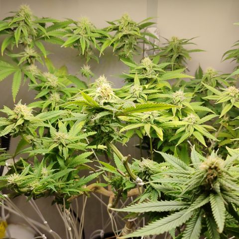 Apple Pie Foto growlog timeline photo
