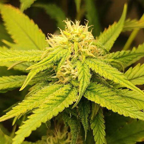 Apple Pie Foto growlog timeline photo