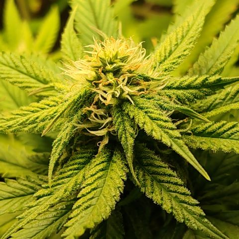 Apple Pie Foto growlog timeline photo