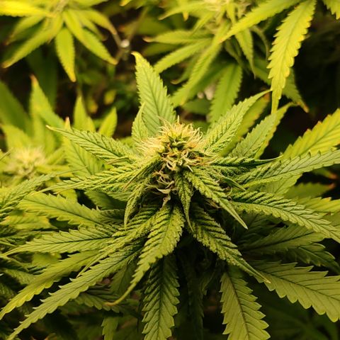 Apple Pie Foto growlog timeline photo