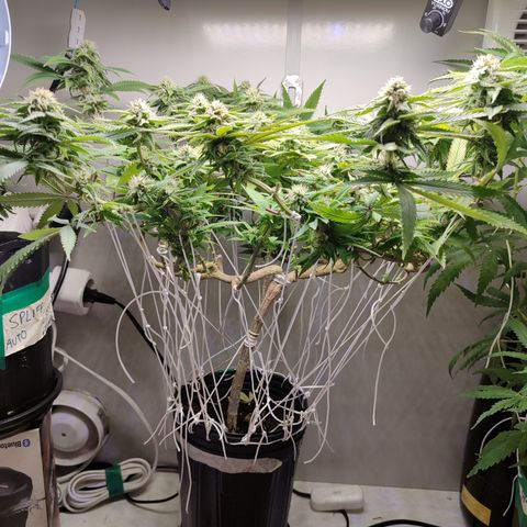 Apple Pie Foto growlog timeline photo