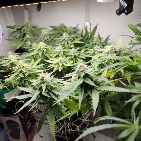 Apple Pie Foto growlog timeline photo