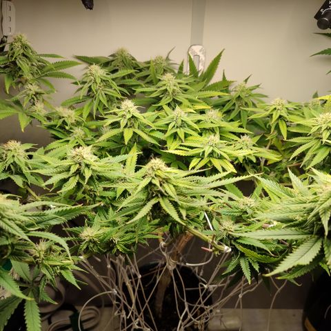 Apple Pie Foto growlog timeline photo