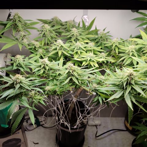 Apple Pie Foto growlog timeline photo