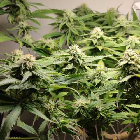 Apple Pie Foto growlog timeline photo