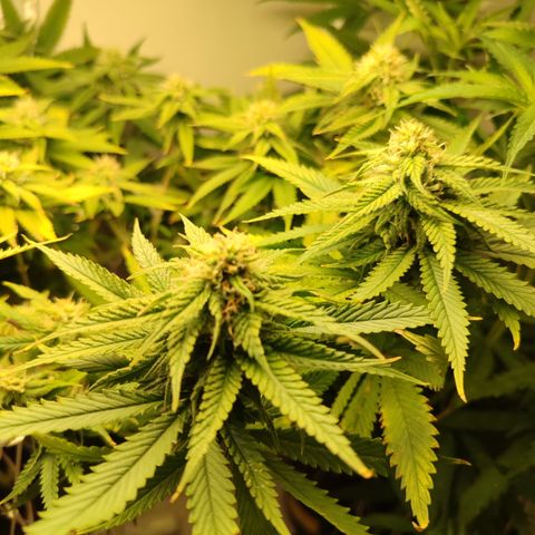 Apple Pie Foto growlog timeline photo