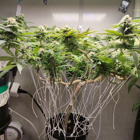 Apple Pie Foto growlog timeline photo