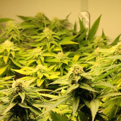 Apple Pie Foto growlog timeline photo