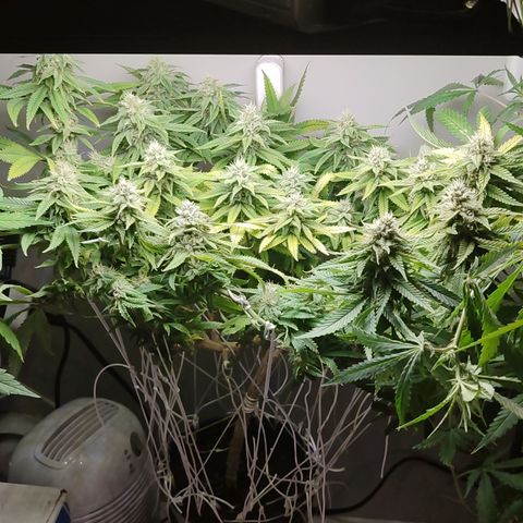 Apple Pie Foto growlog timeline photo