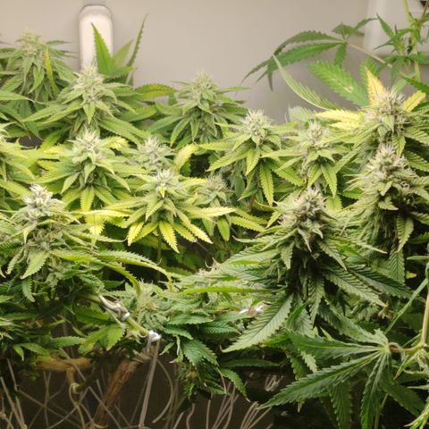 Apple Pie Foto growlog timeline photo