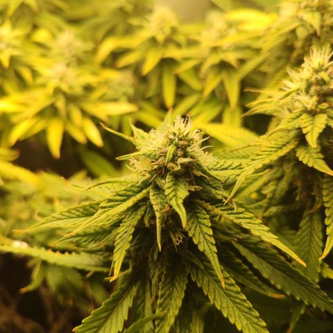 Apple Pie Foto growlog timeline photo