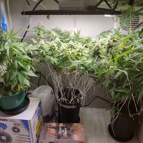 Apple Pie Foto growlog timeline photo