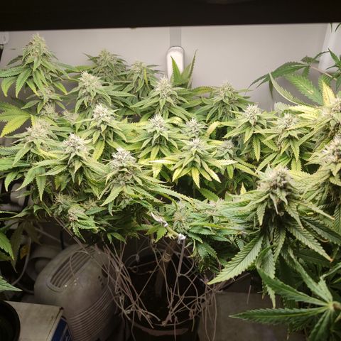 Apple Pie Foto growlog timeline photo