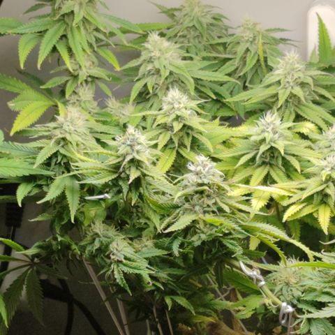 Apple Pie Foto growlog timeline photo